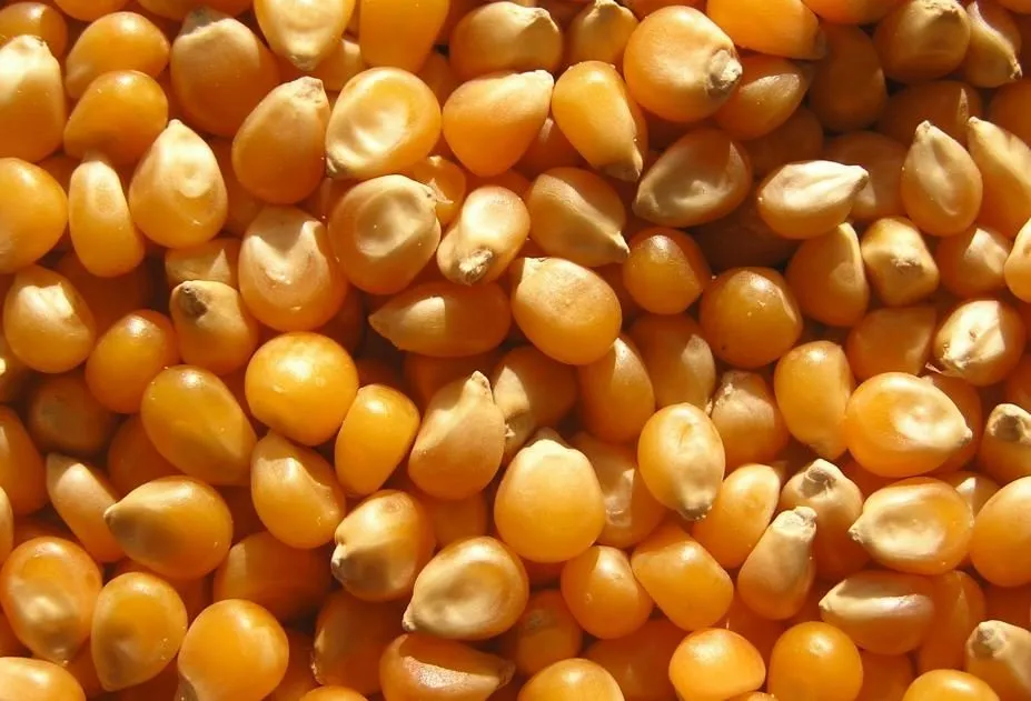  Фуражное зерно в Костромской области в Костроме